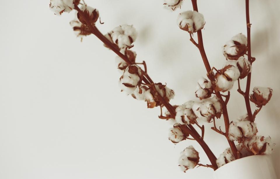Branches de coton, fibre naturelle